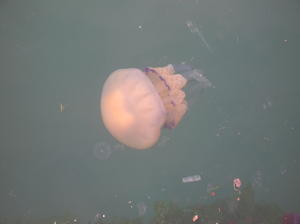 Huge jellyfish everywhere in the harbor