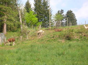 the llamas behind our hostel