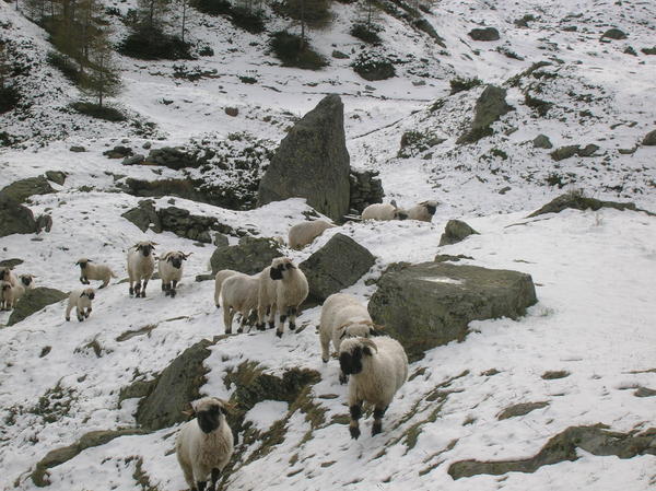 the sheep coming down the mountain