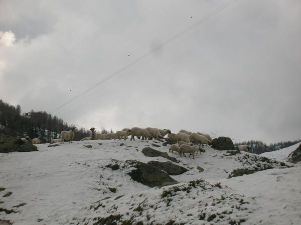 the sheep coming down the mountain