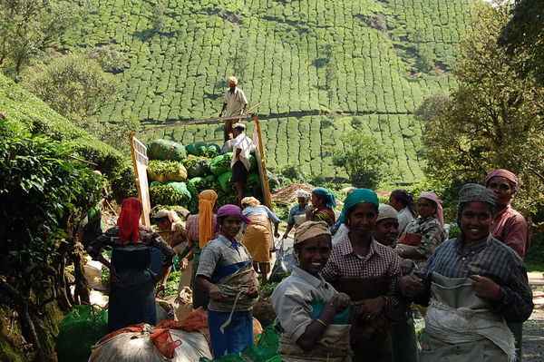 Tea field workers near Munnar