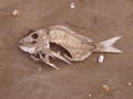 Cool fish on the beach