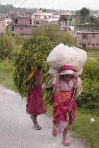 Women carrying weeds for their cows