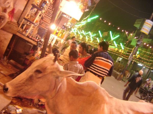 A cow enjoying the night festivities