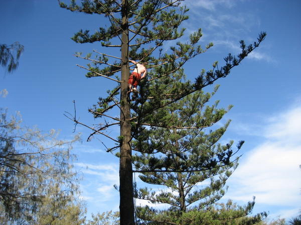 Up the tree