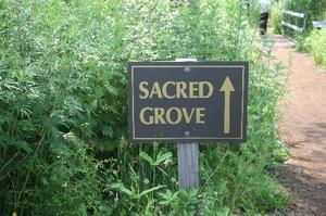 Sacred Grove