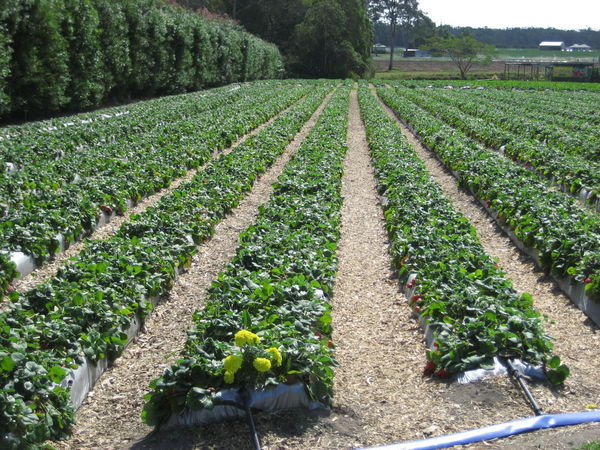 Rows and Rows of Strawberries