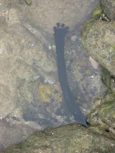 Sea Cucumber/Slug