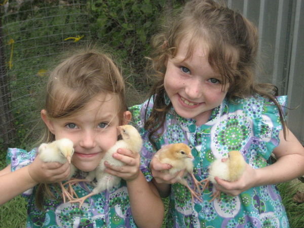 Real Chickens at Easter