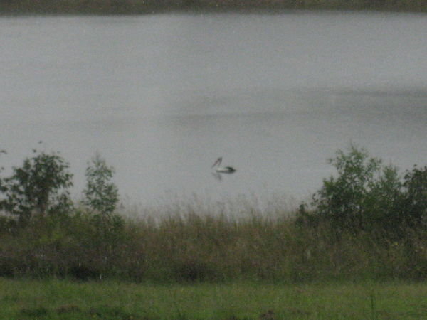 One Lone Pelican in the Rain