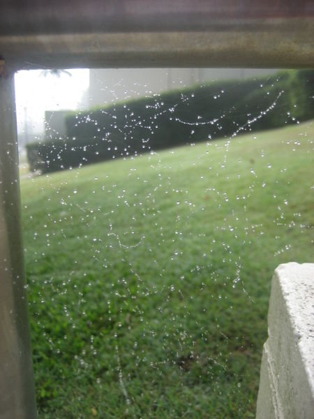 Dew on Spider web