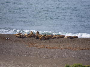 Sea Lions!