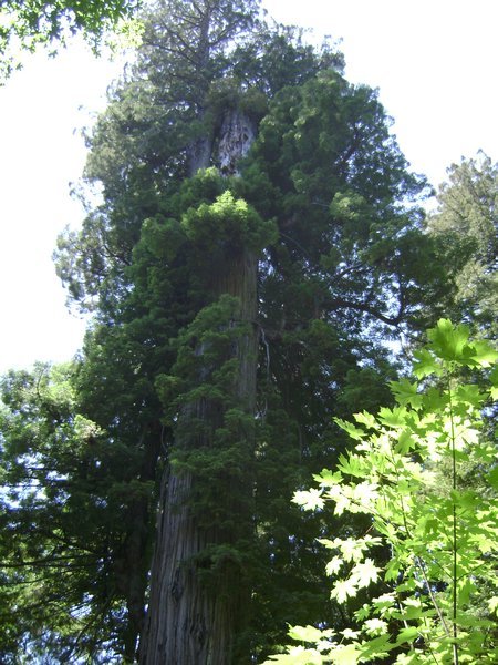 Big Tree- tallest tree in the world