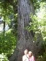 Big Tree and us