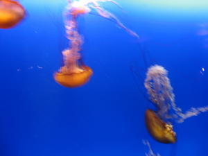Sea Jelly Aquarium