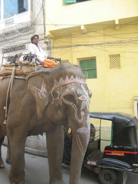 udaipur elephant