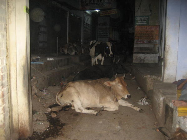 Sleeping Cows