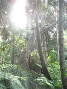 Fern Forest Melbourne