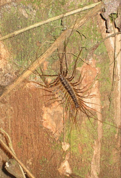 another creepy crawlie from our night trek