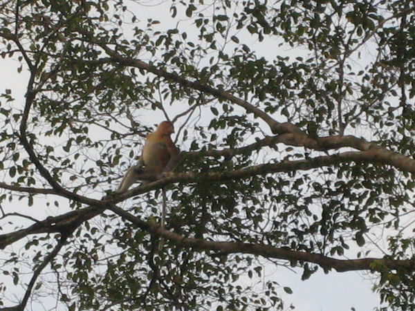 Proboscis monkey posing for the camera