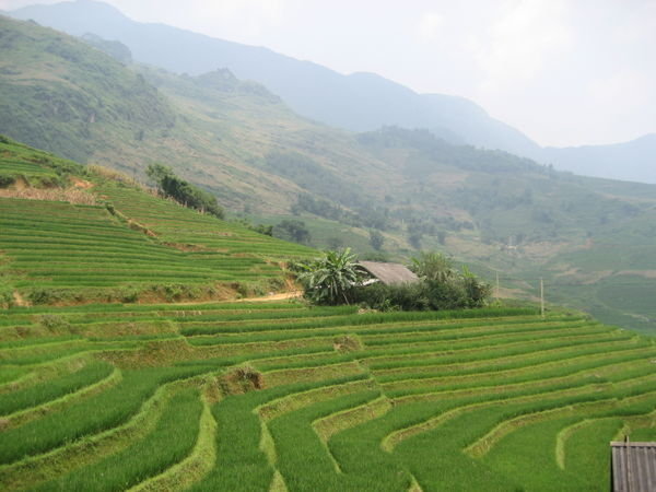 Rice Fields - Sa Pa