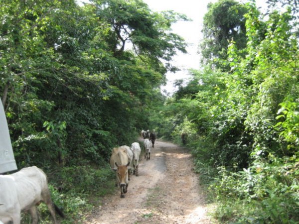 Bumpy Road up to Bokor Hill Station