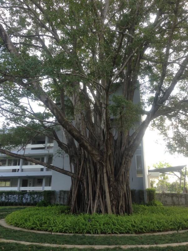 Bhodi Tree