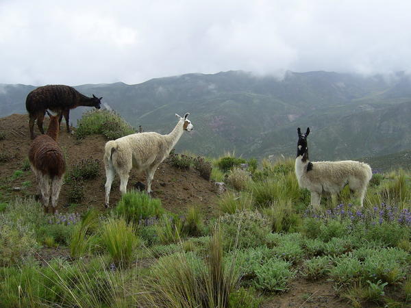 A family of Alpacas