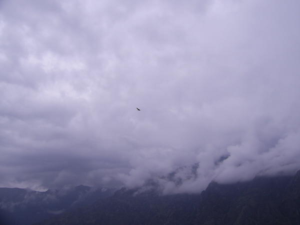 A Condor circling above