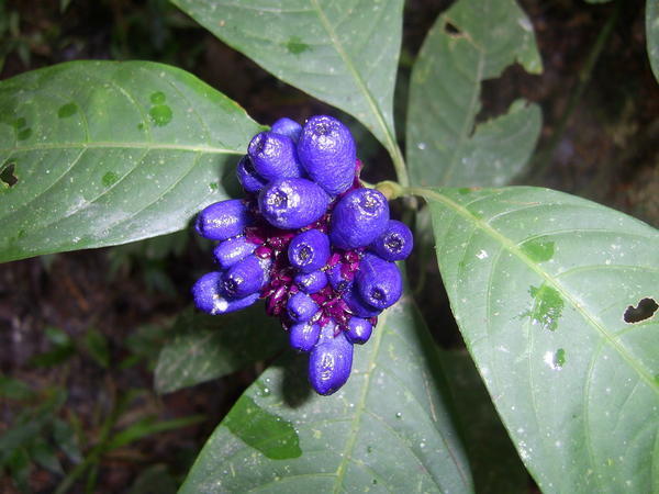 Blue fruits (relative of the Coffee Plant)