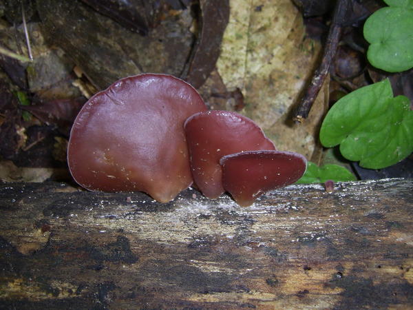 Ear Fungi