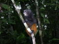 Saddle Back Tamarin monkey munching on a banana