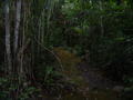 Path through the Jungle