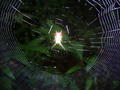 Spiny Backed spider