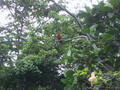 Macaw at the lodge