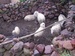 Drowned sheep after a heavy nights rainfall