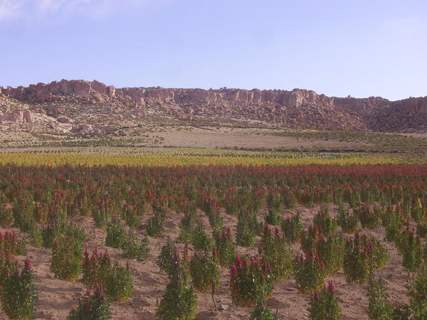 A field of Quinwa 