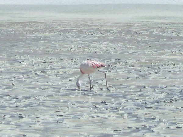 Flamingo sifting the sand for food