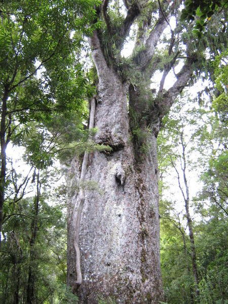 The widest Kauri in the forest