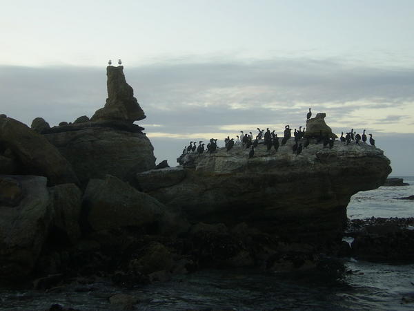 Shags resting on a rock