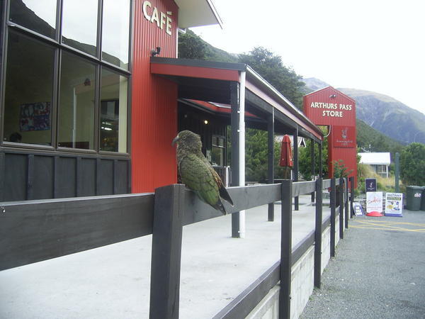 A Kea outside Arthur's Pass store