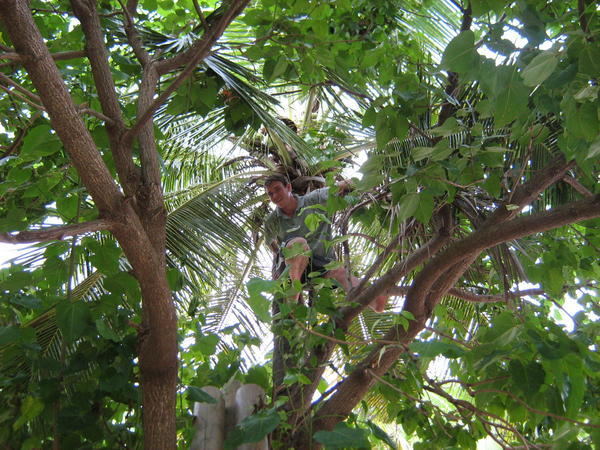 Dom climbing for Coconuts