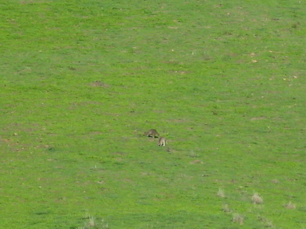 Wild Kangaroos on a nearby hill