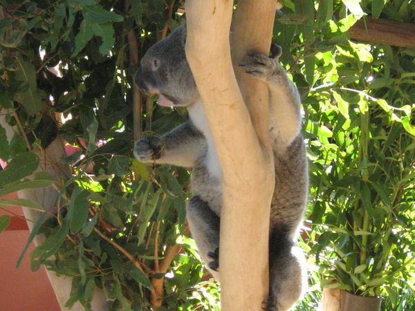 Koala munching on eucalyptus