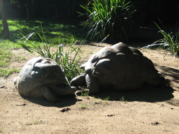 Two giant tortoises