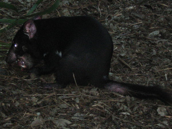 Tasmanian Devil gnawing on a bone