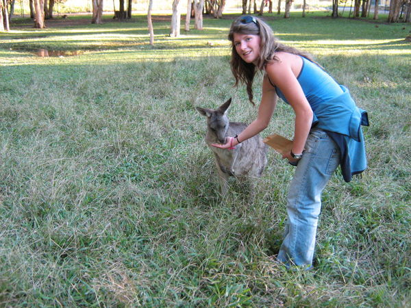 Bex feeding a Kangaroo
