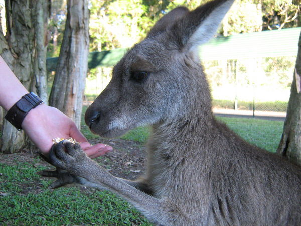 Greedy Kangaroo