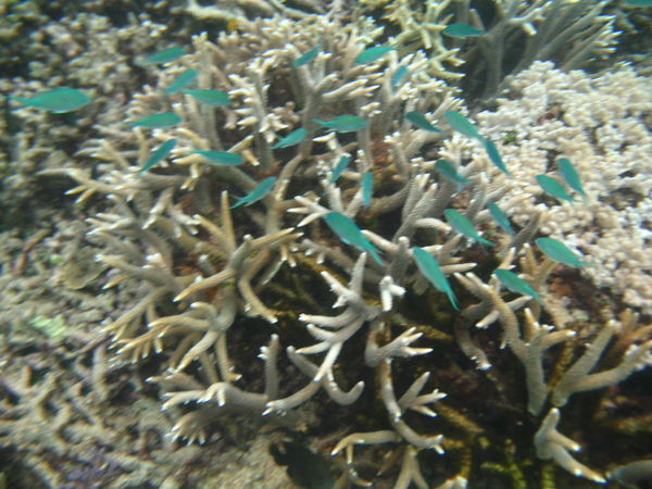 Shoal of blue fish in the coral