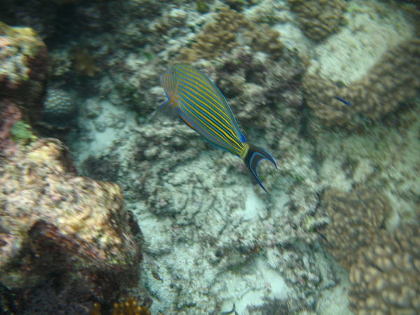 Stripy fish